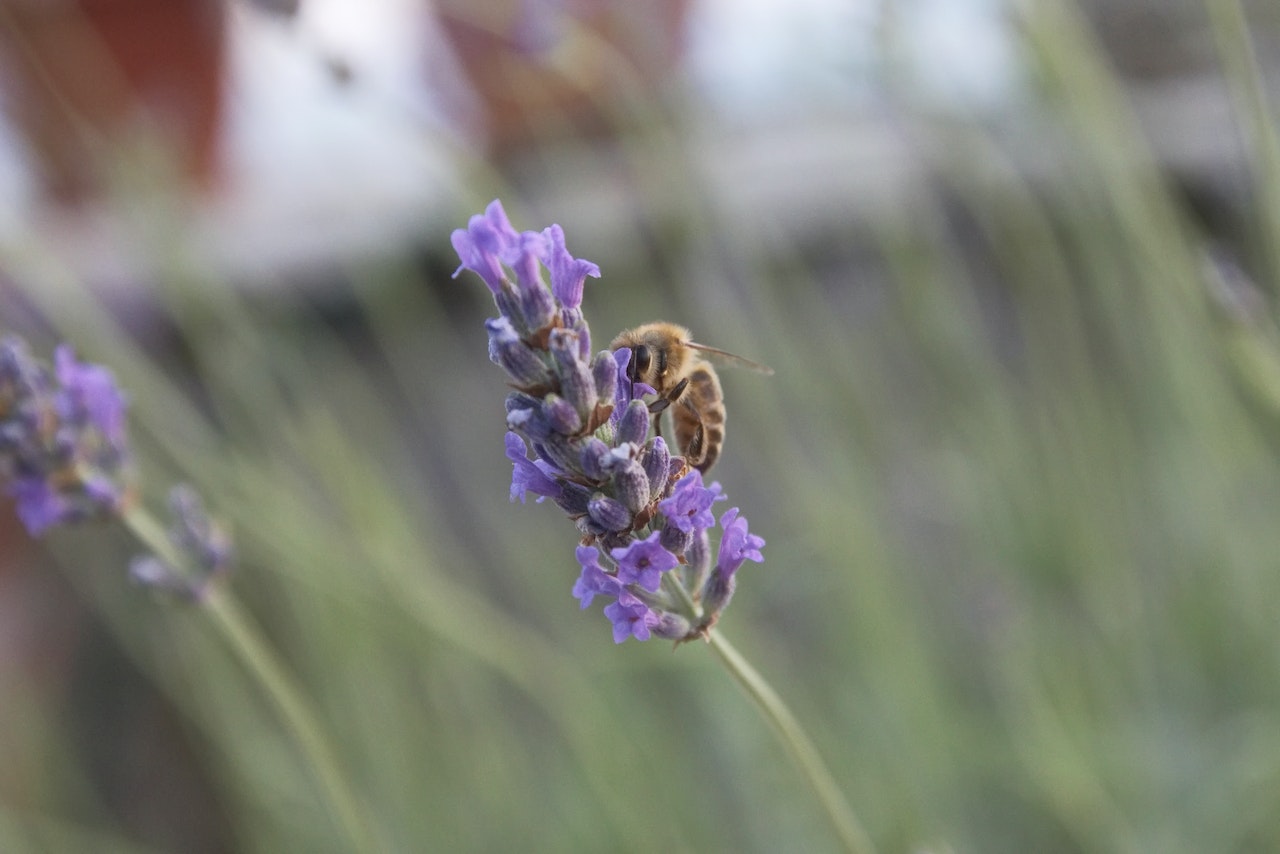 Apis